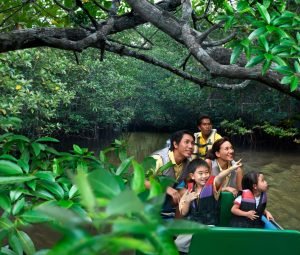 Discovery bintan mangrove