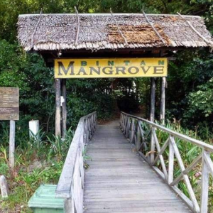 Discovery bintan mangrove