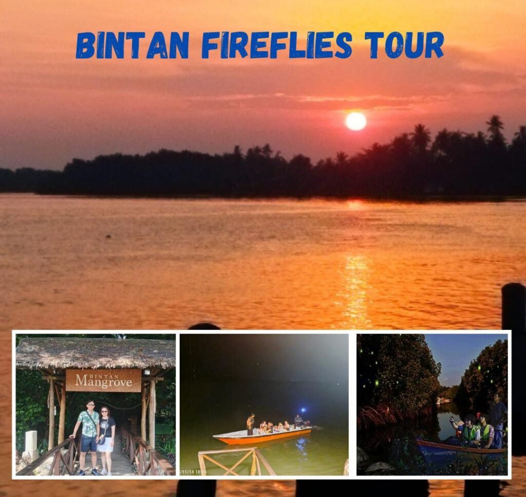 Bintan firefly