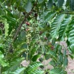 Kopi Sangit Bawah Langit