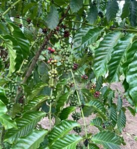 Kopi Sangit Bawah Langit